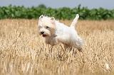 WESTIE 344